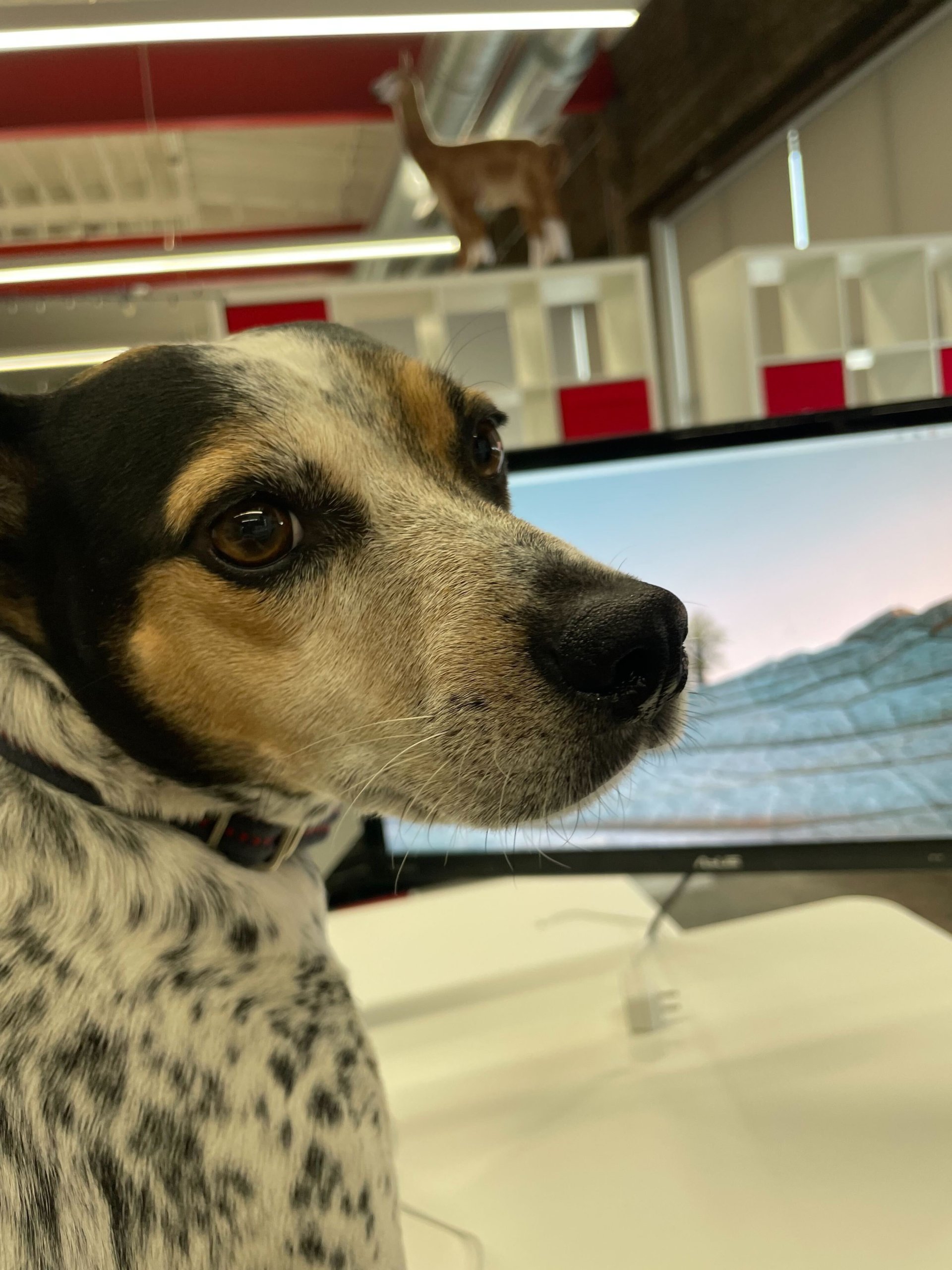 Argyler dog (team member), Shilo, sitting in front of computer